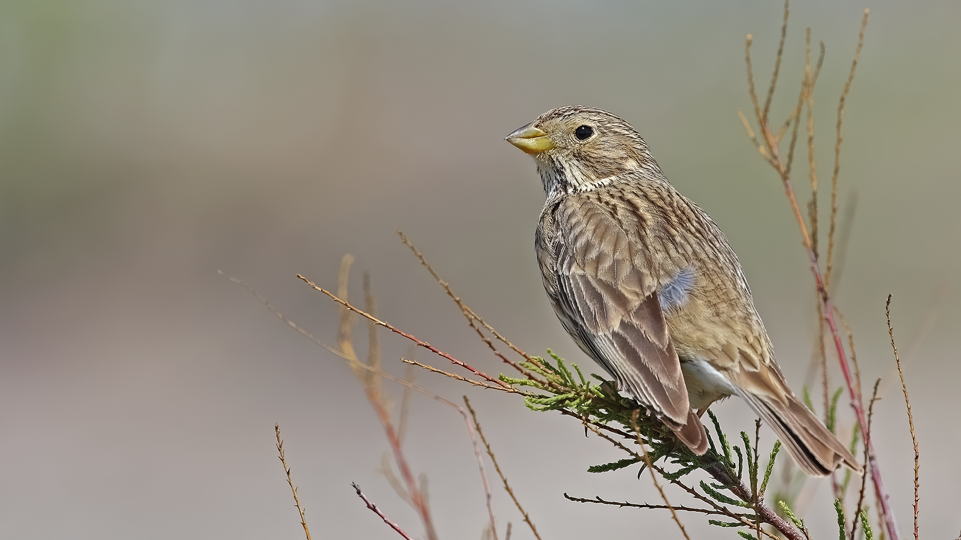 Corn Bunting — Ana fotoğraf