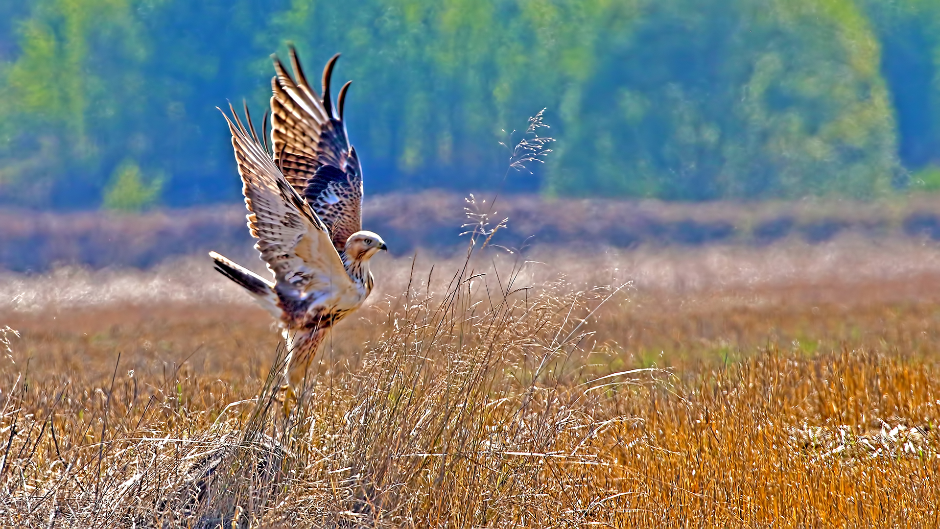 Long-legged Buzzard