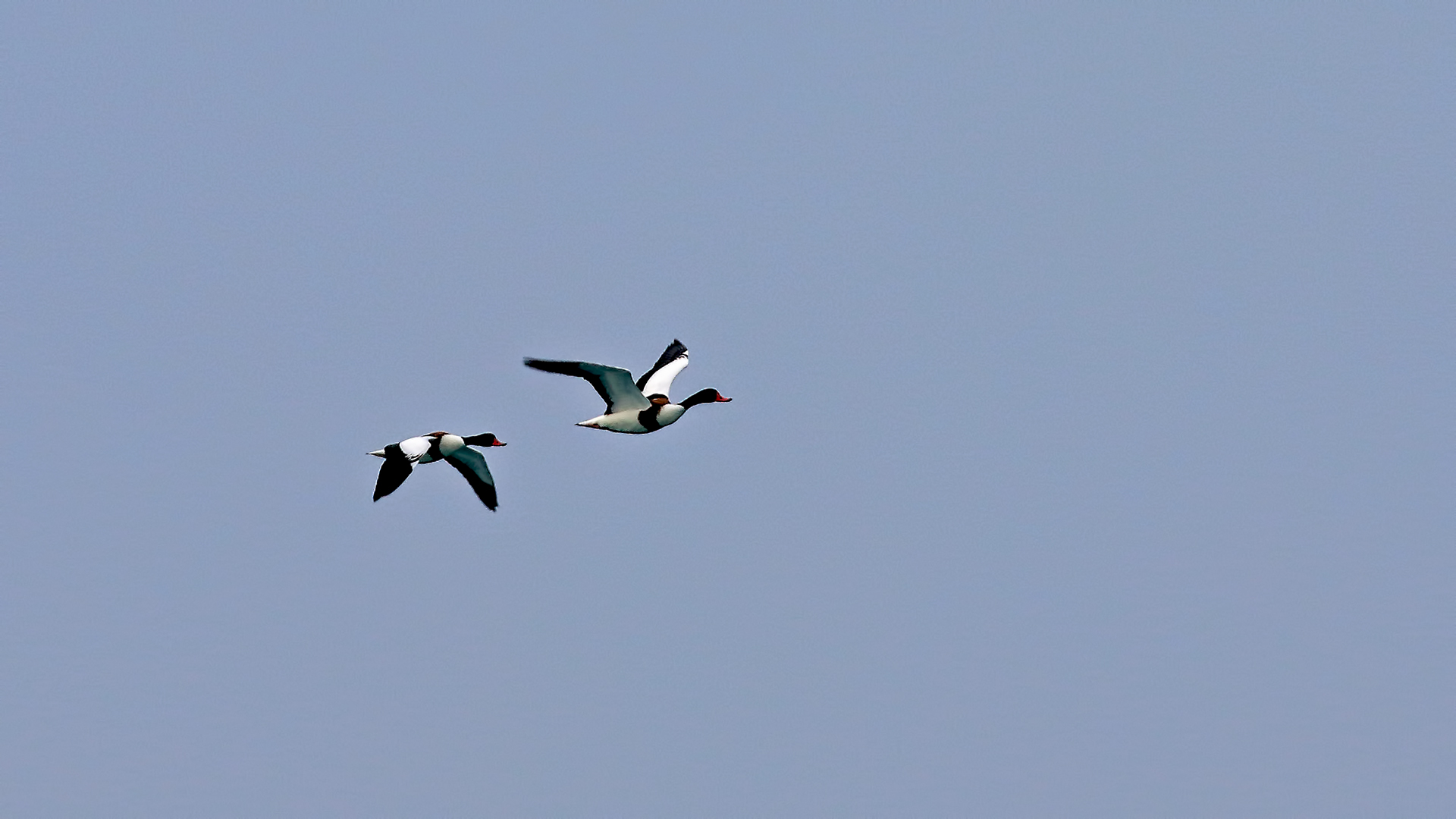 Common Shelduck — Ana fotoğraf