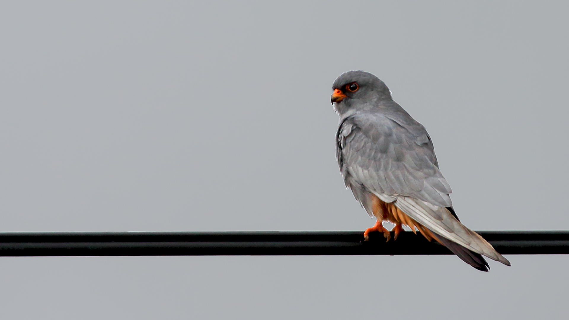 Red-footed Falcon