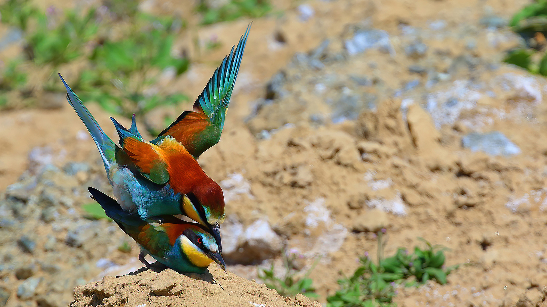 European Bee-eater