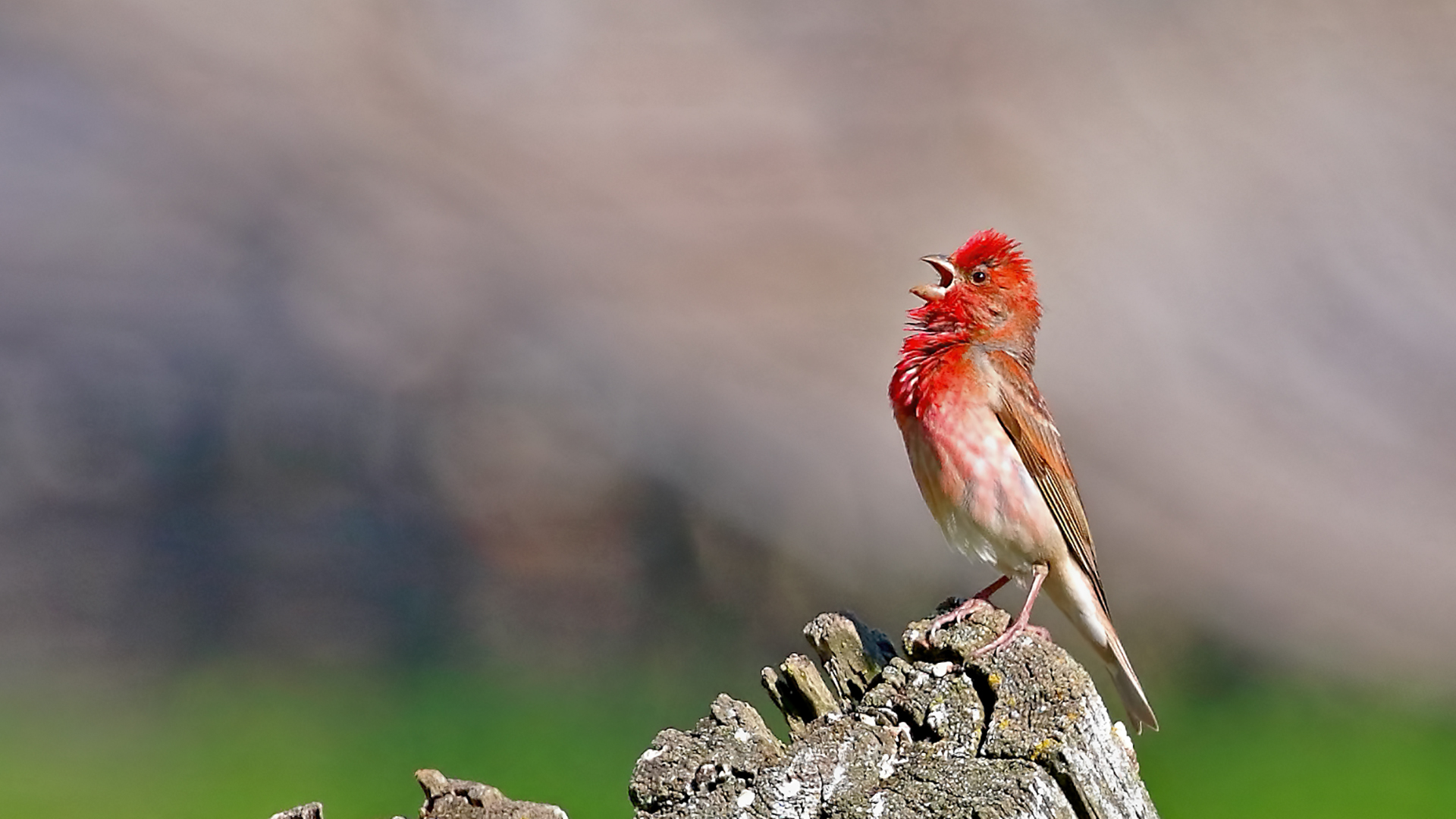 Common Rosefinch — Ana fotoğraf