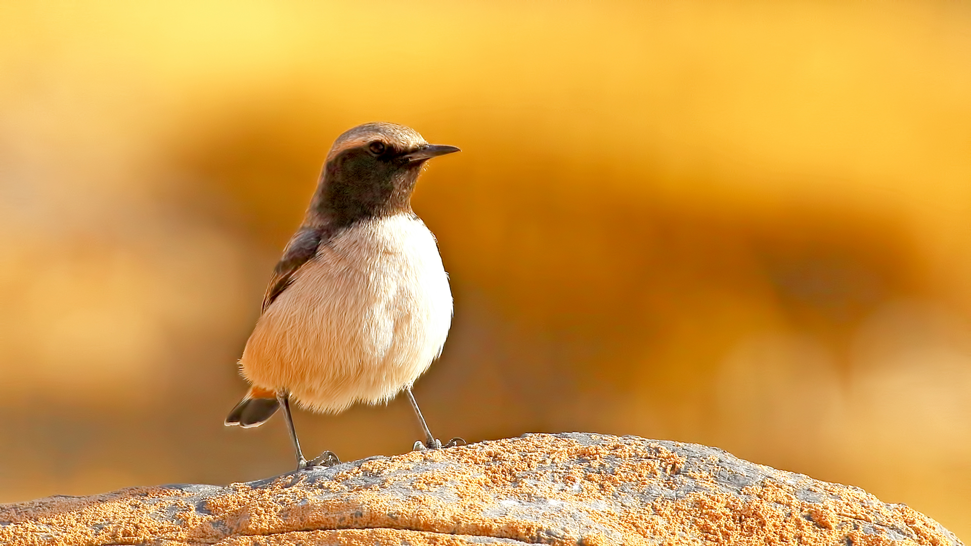 Kurdish Wheatear — Ana fotoğraf