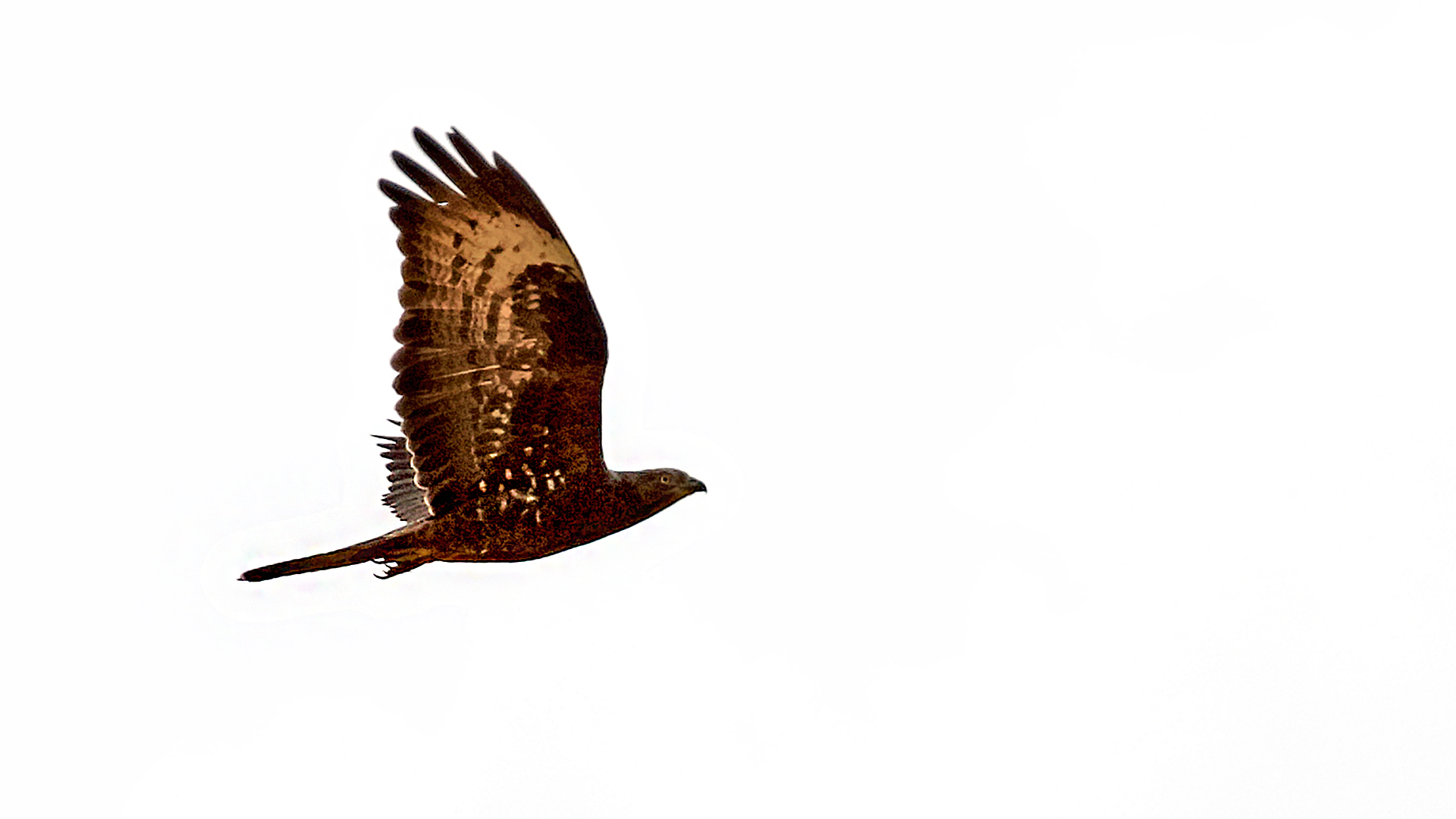 European Honey-buzzard