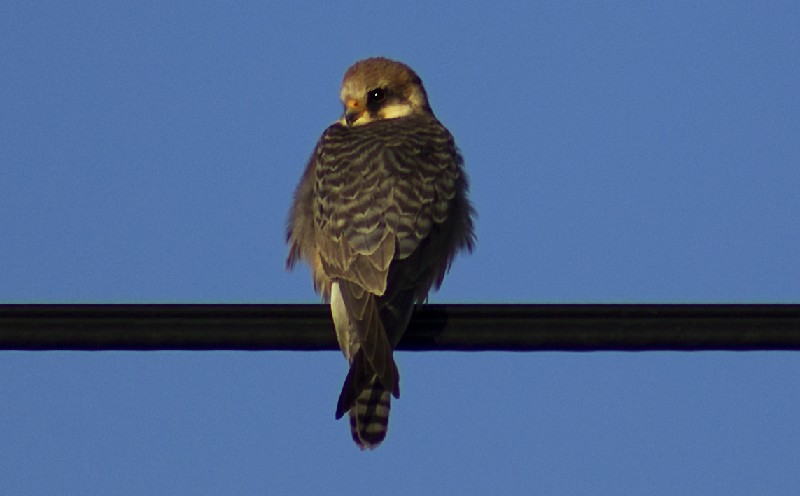 Red-footed Falcon