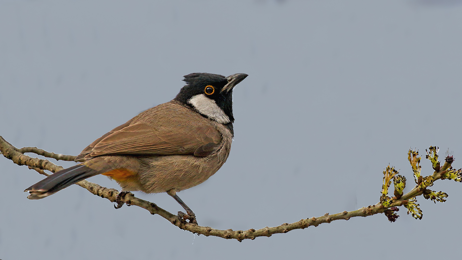 White-eared Bulbul