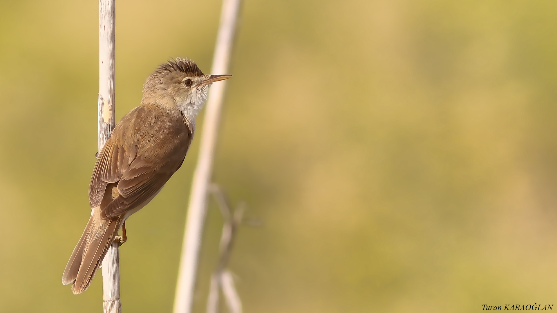 Great Reed Warbler