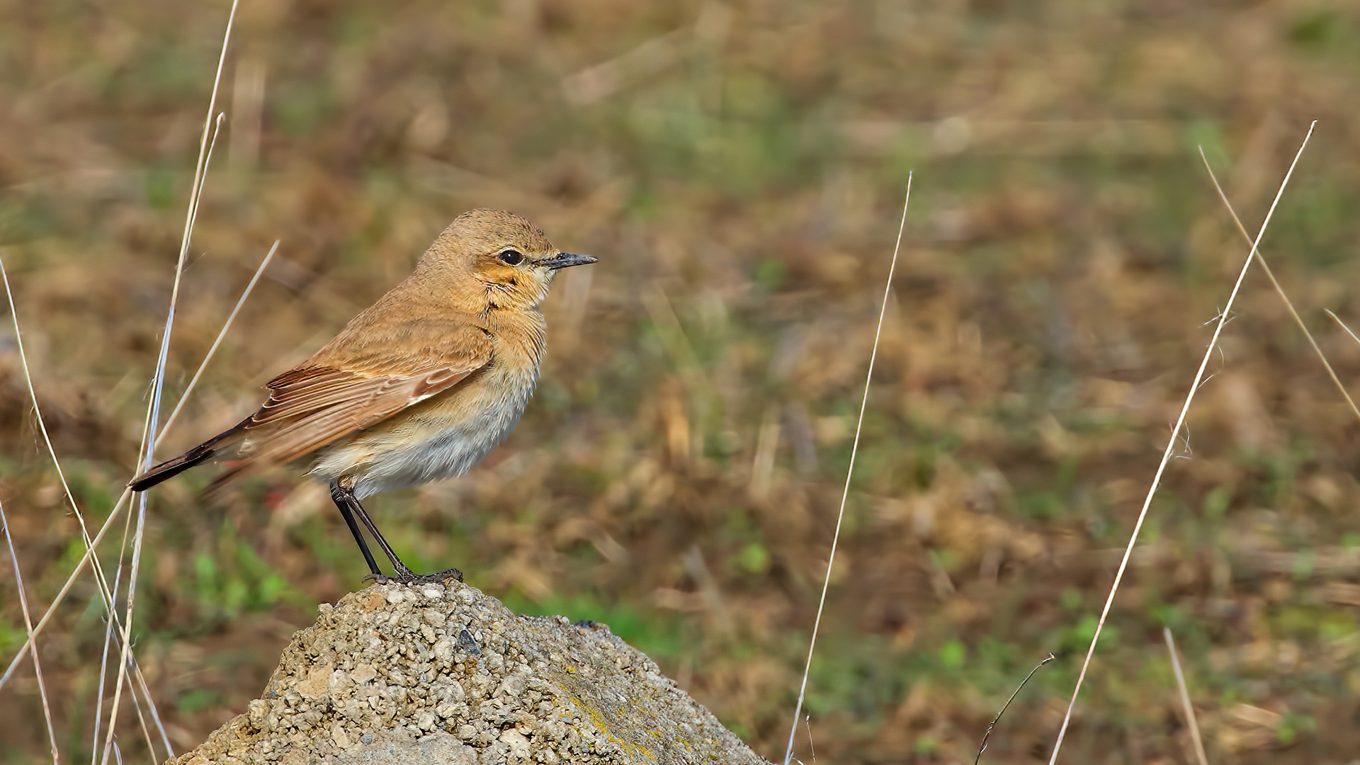 Isabelline Wheatear — Ana fotoğraf