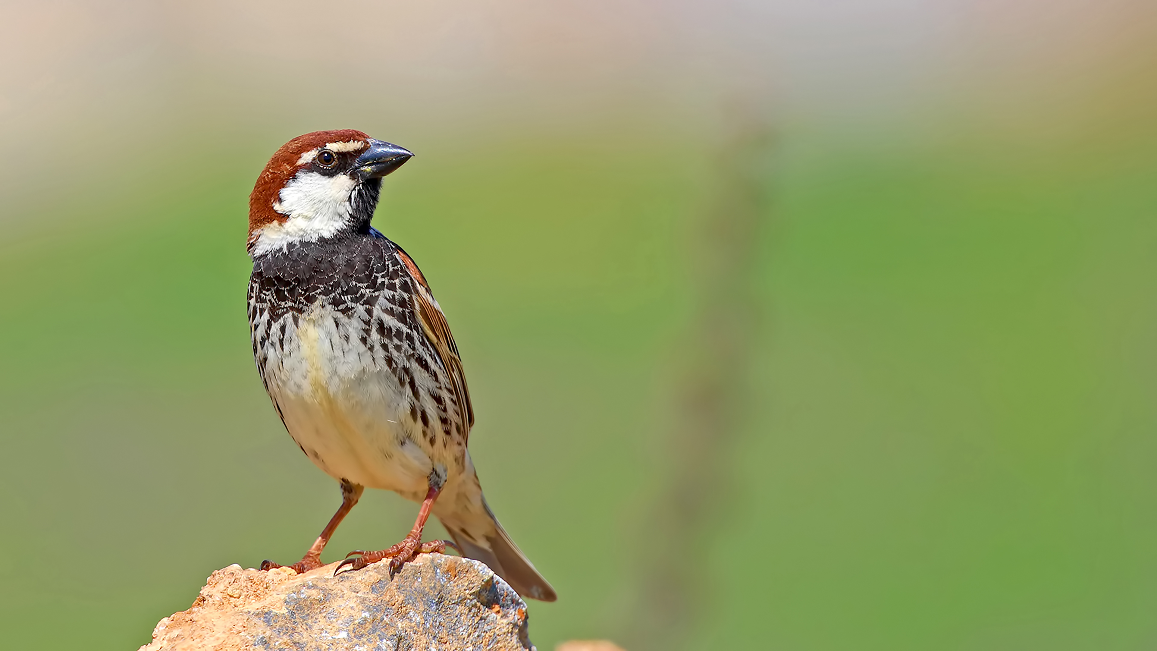 Spanish Sparrow