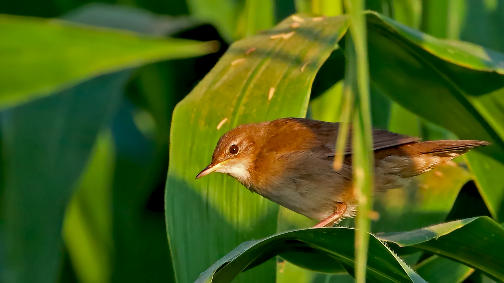 Savi's Warbler