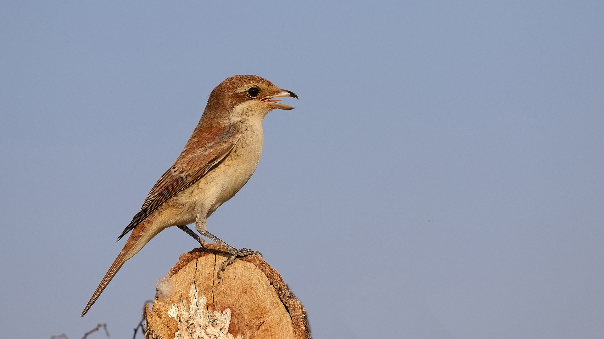 Red-backed Shrike
