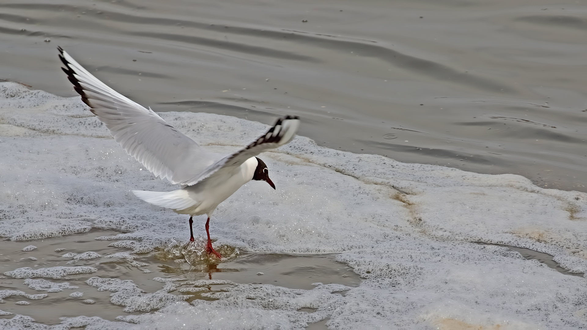 Black-headed Gull