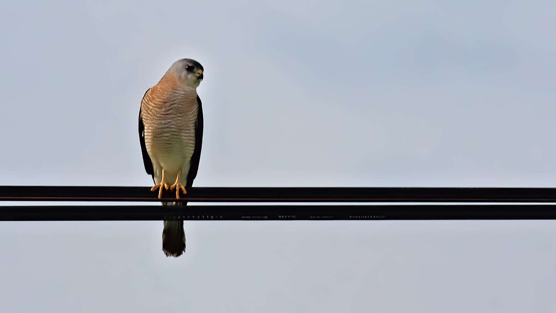 Levant Sparrowhawk