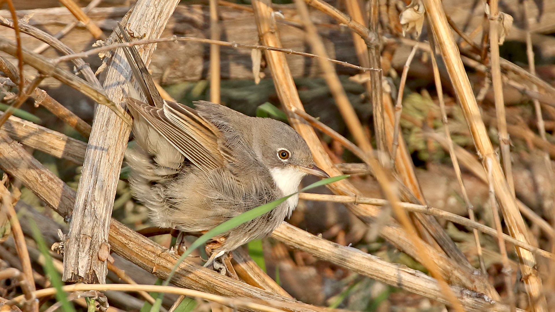 Greater Whitethroat — Ana fotoğraf