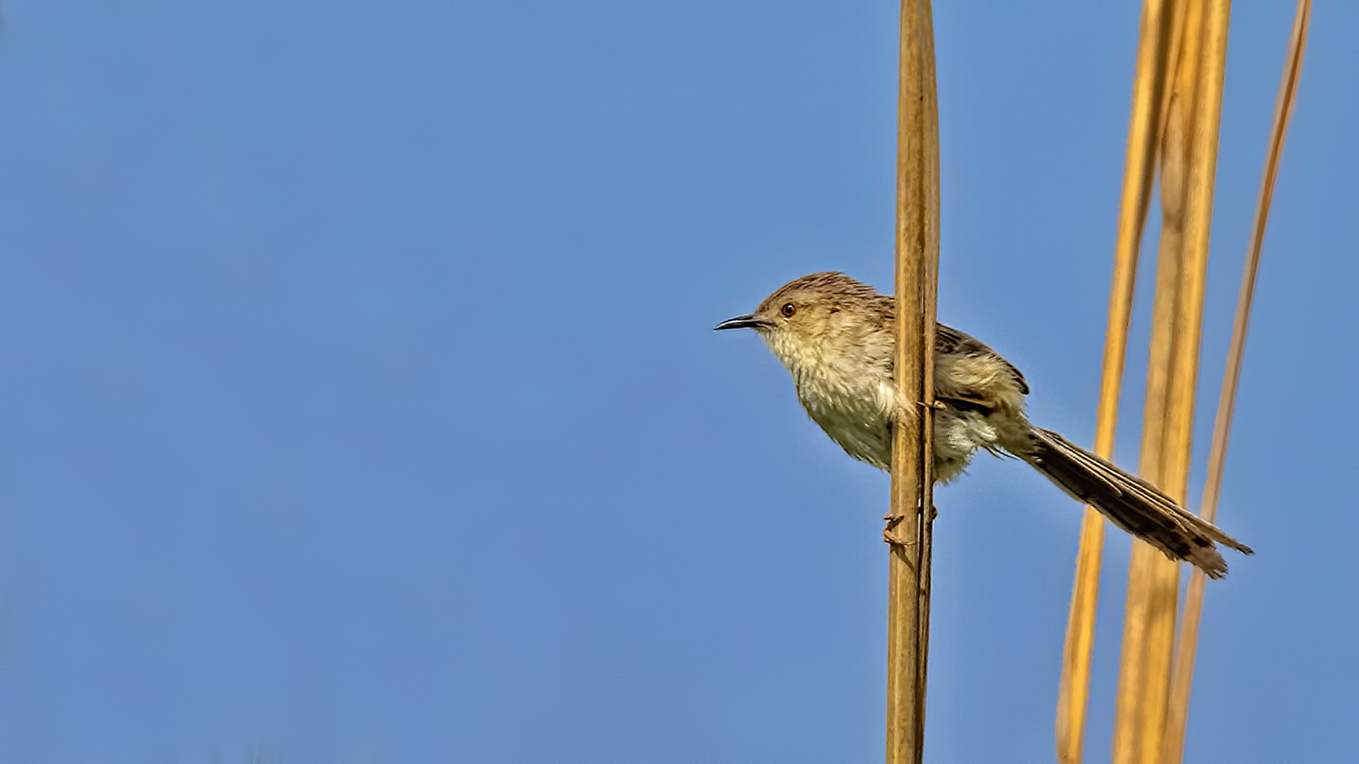 Graceful Prinia — Ana fotoğraf