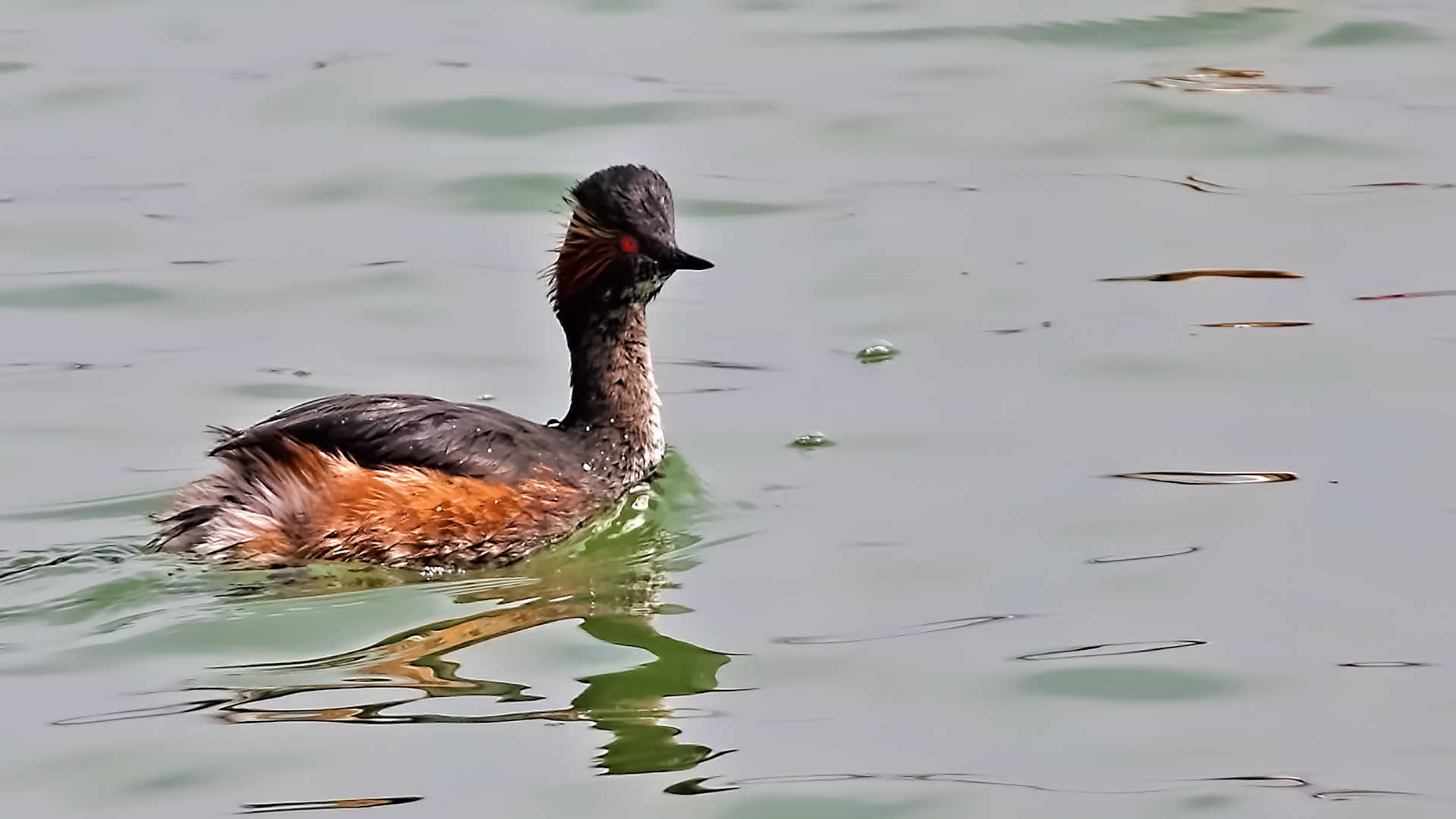 Eared Grebe — Ana fotoğraf