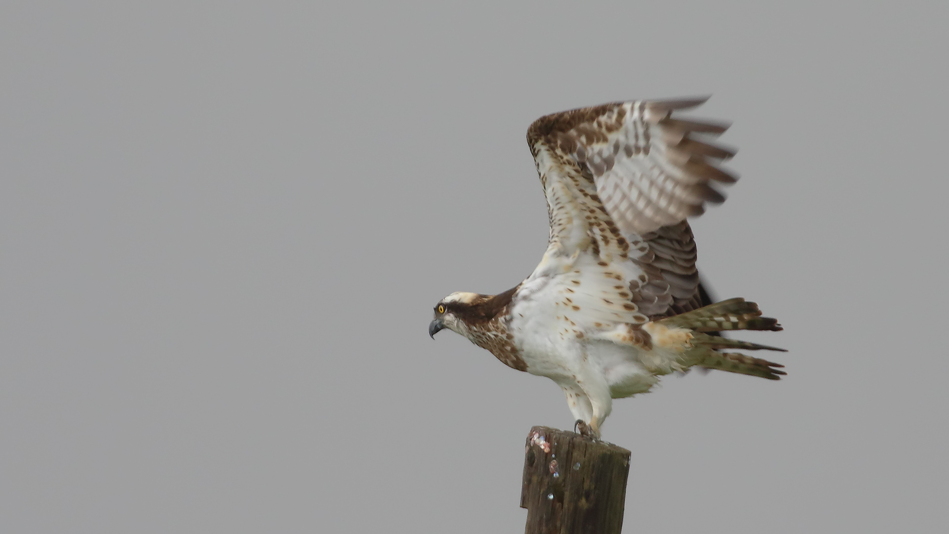 Osprey