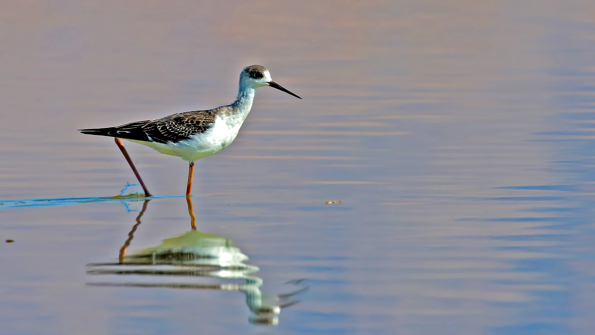 Black-winged Stilt