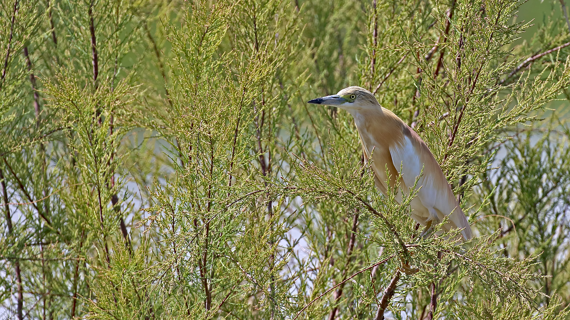 Squacco Heron — Ana fotoğraf