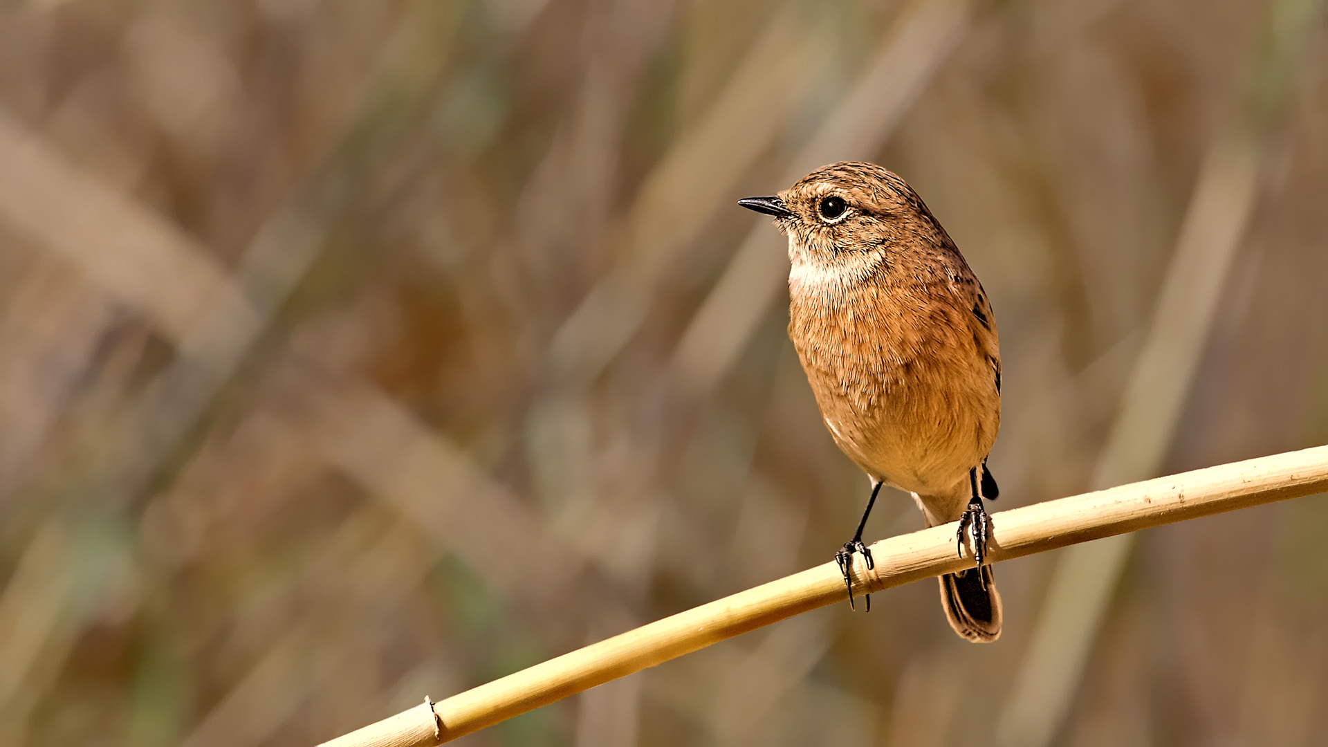 European Stonechat