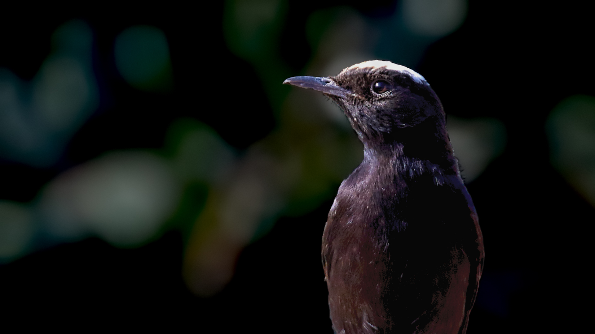 White-crowned Wheatear
