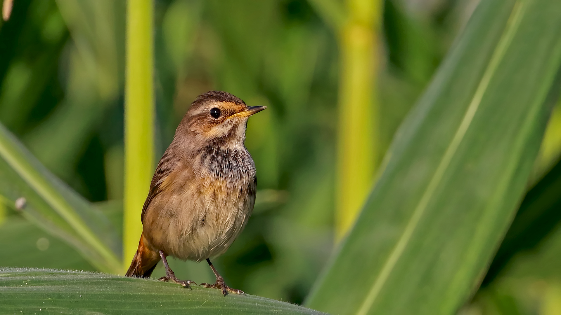 Bluethroat — Ana fotoğraf