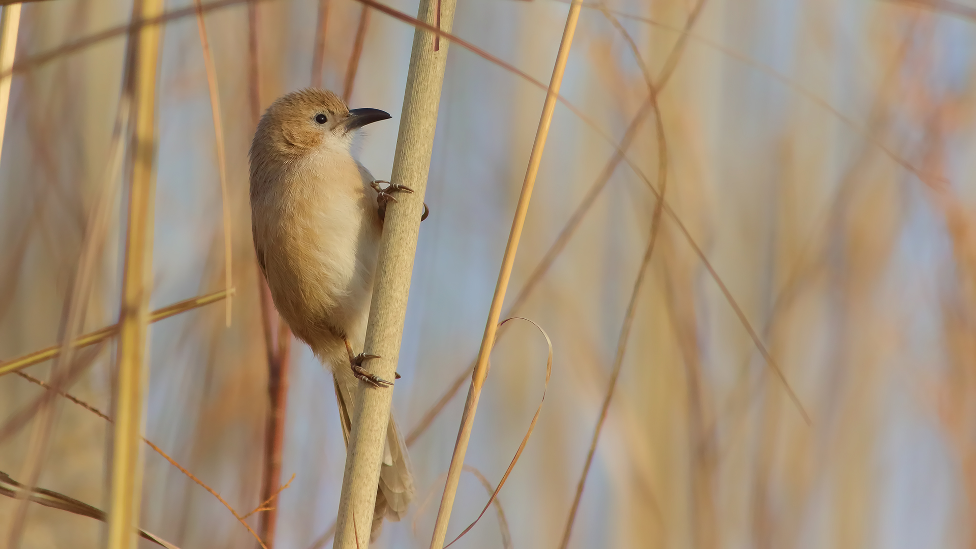 Iraq Babbler