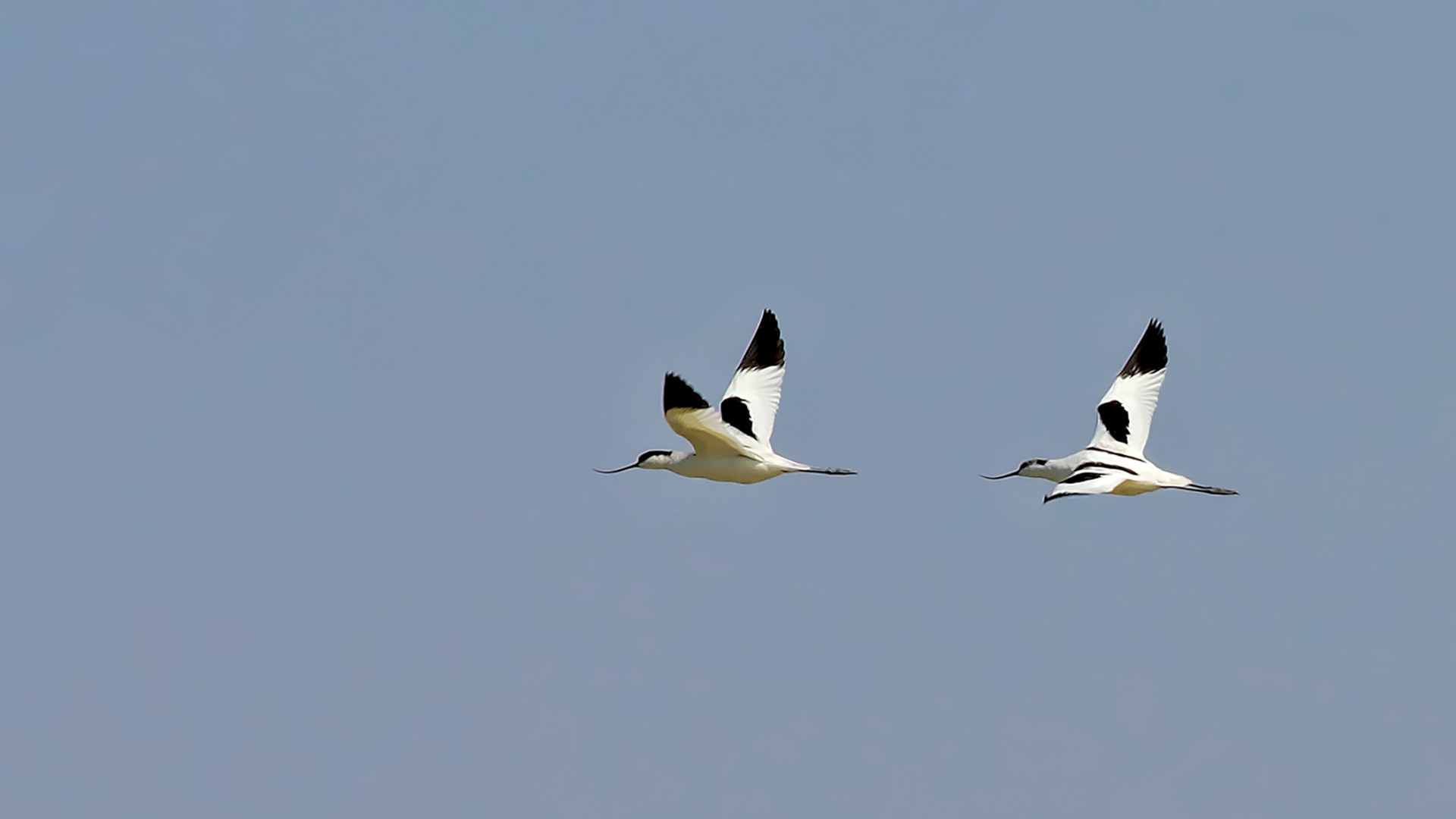 Pied Avocet