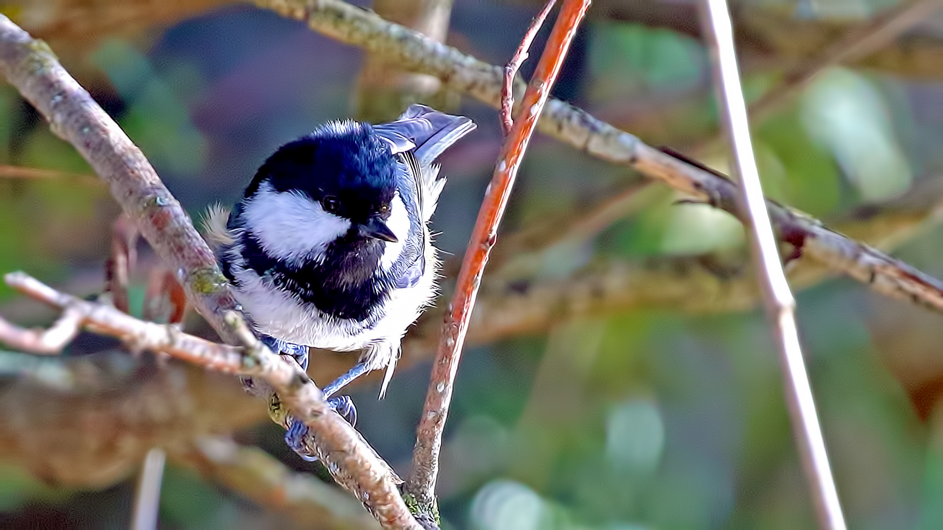 Coal Tit — Ana fotoğraf