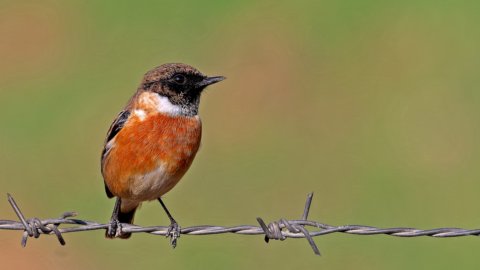 European Stonechat