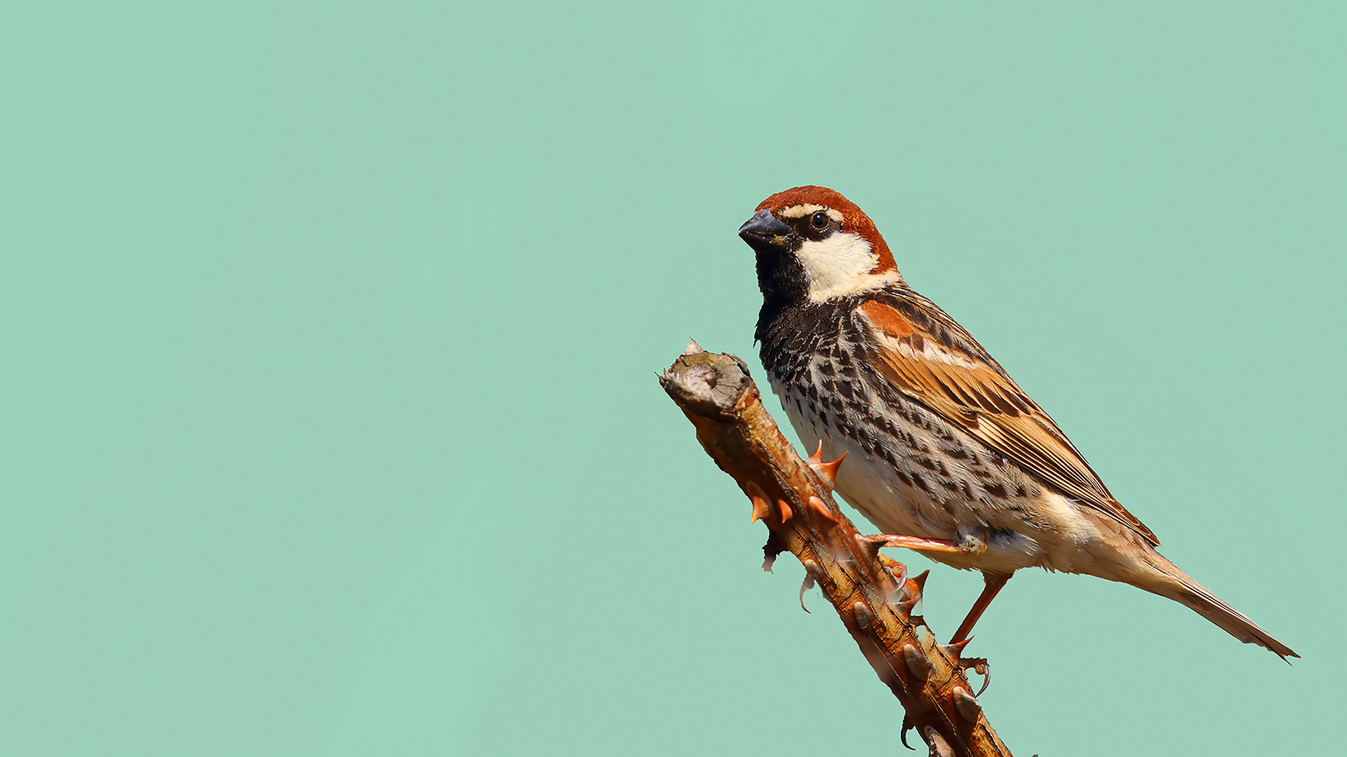 Spanish Sparrow