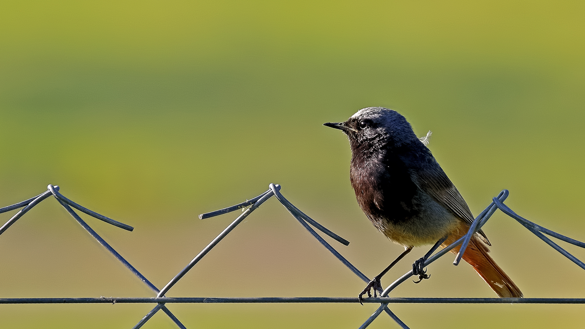 Black Redstart