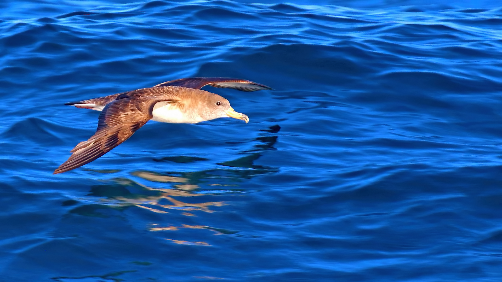 Cory's Shearwater