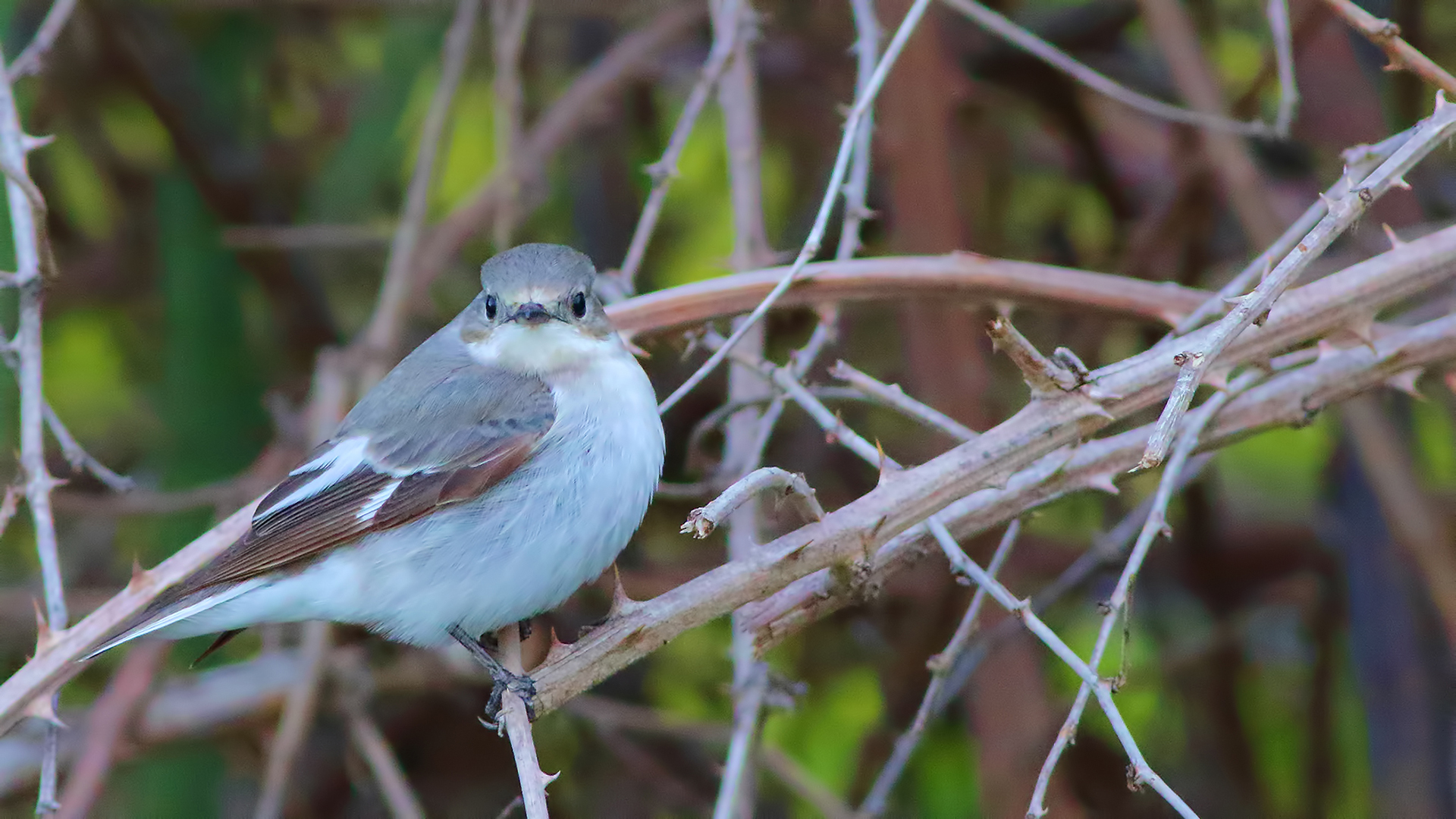 European Pied Flycatcher