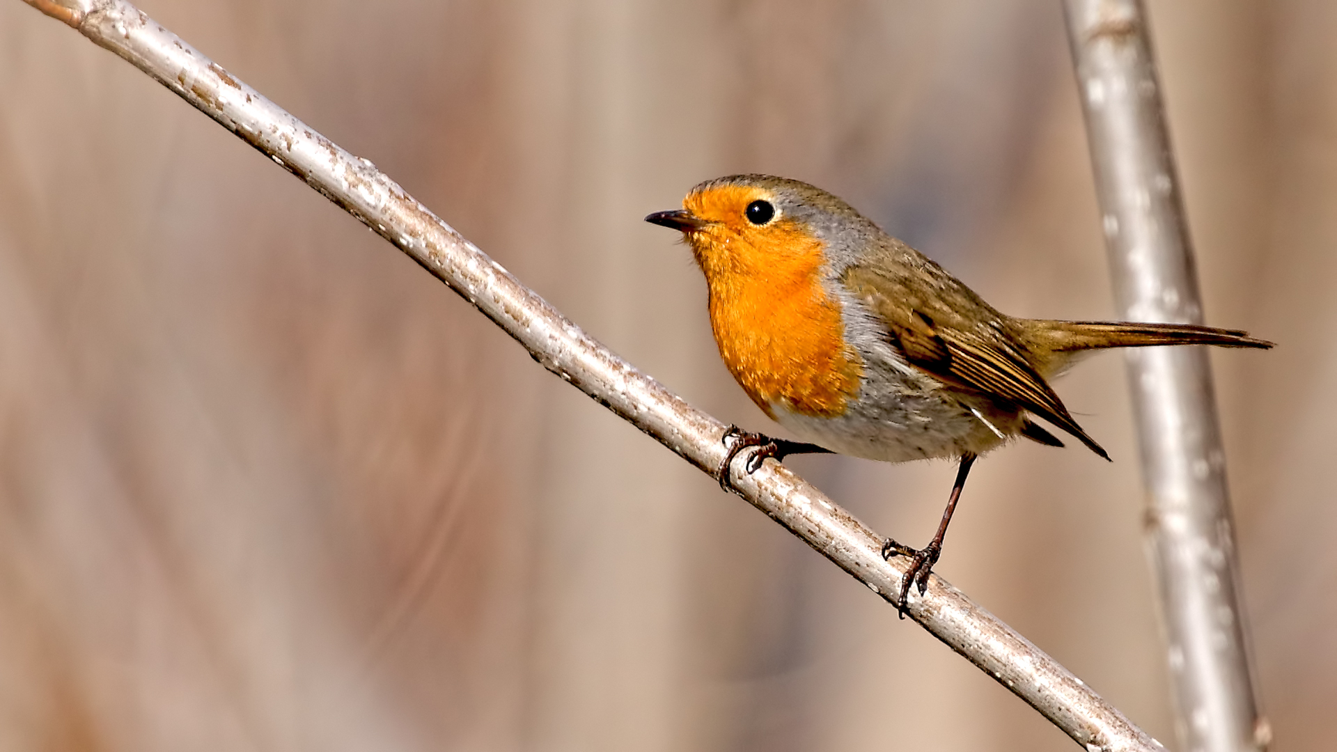 European Robin