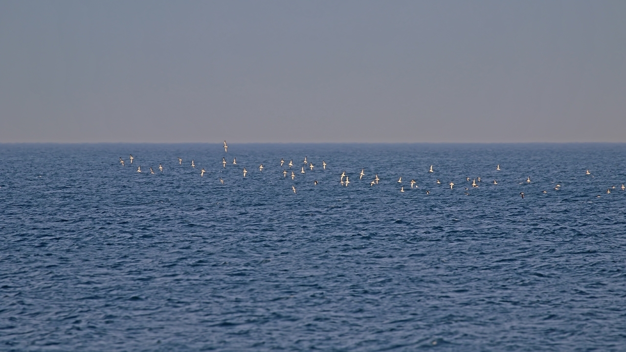 Yelkouan Shearwater