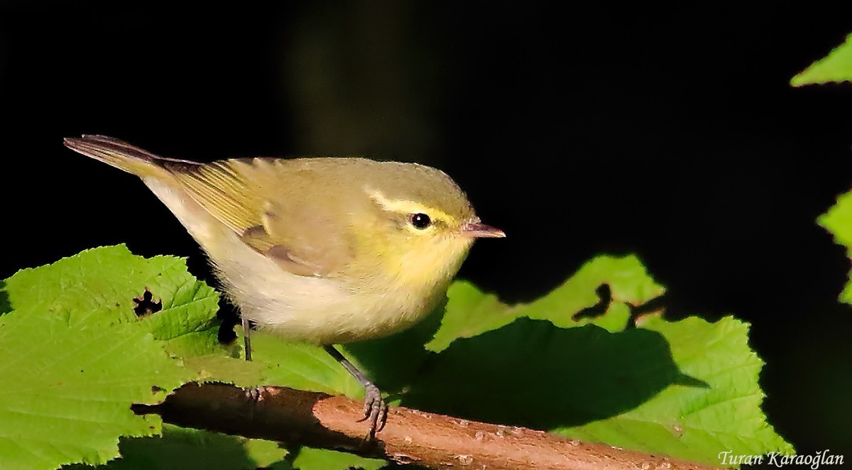 Green Warbler