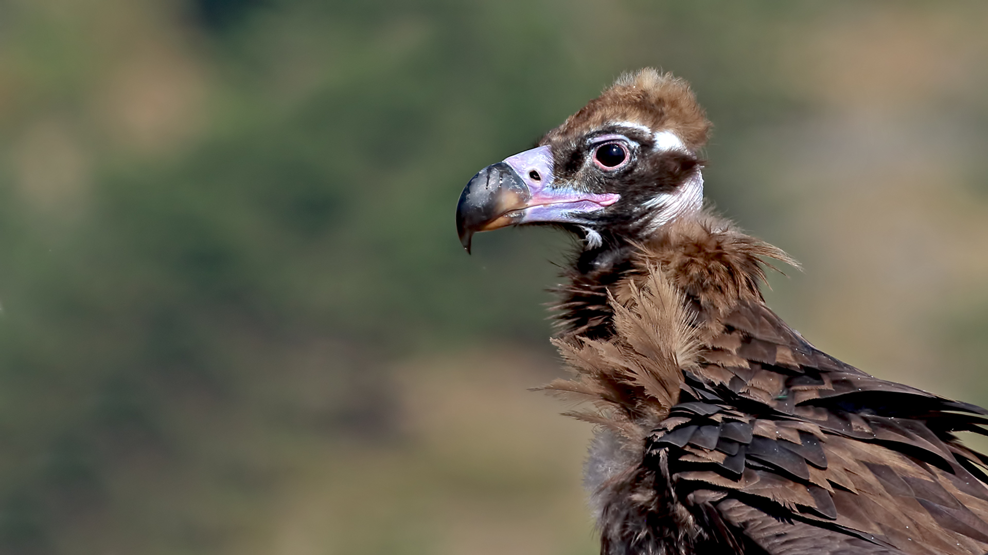 Cinereous Vulture