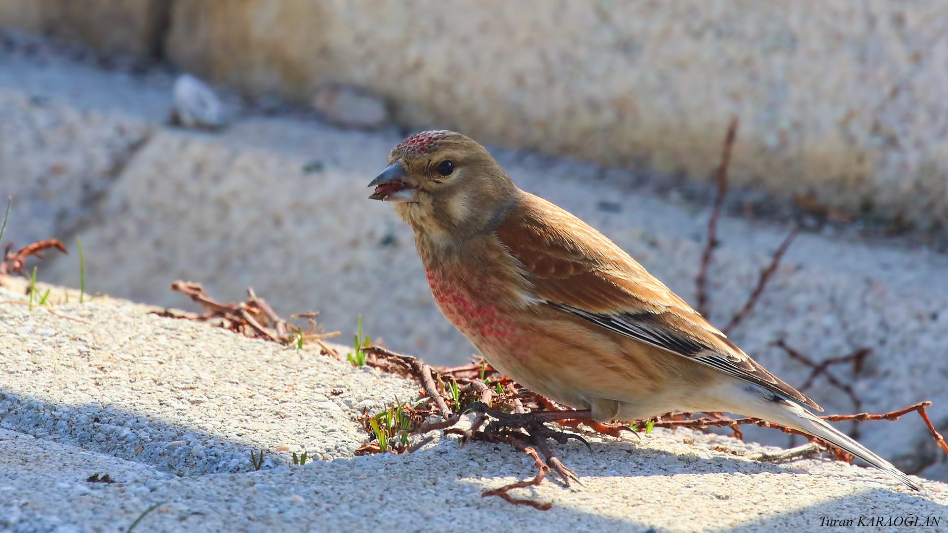 Eurasian Linnet