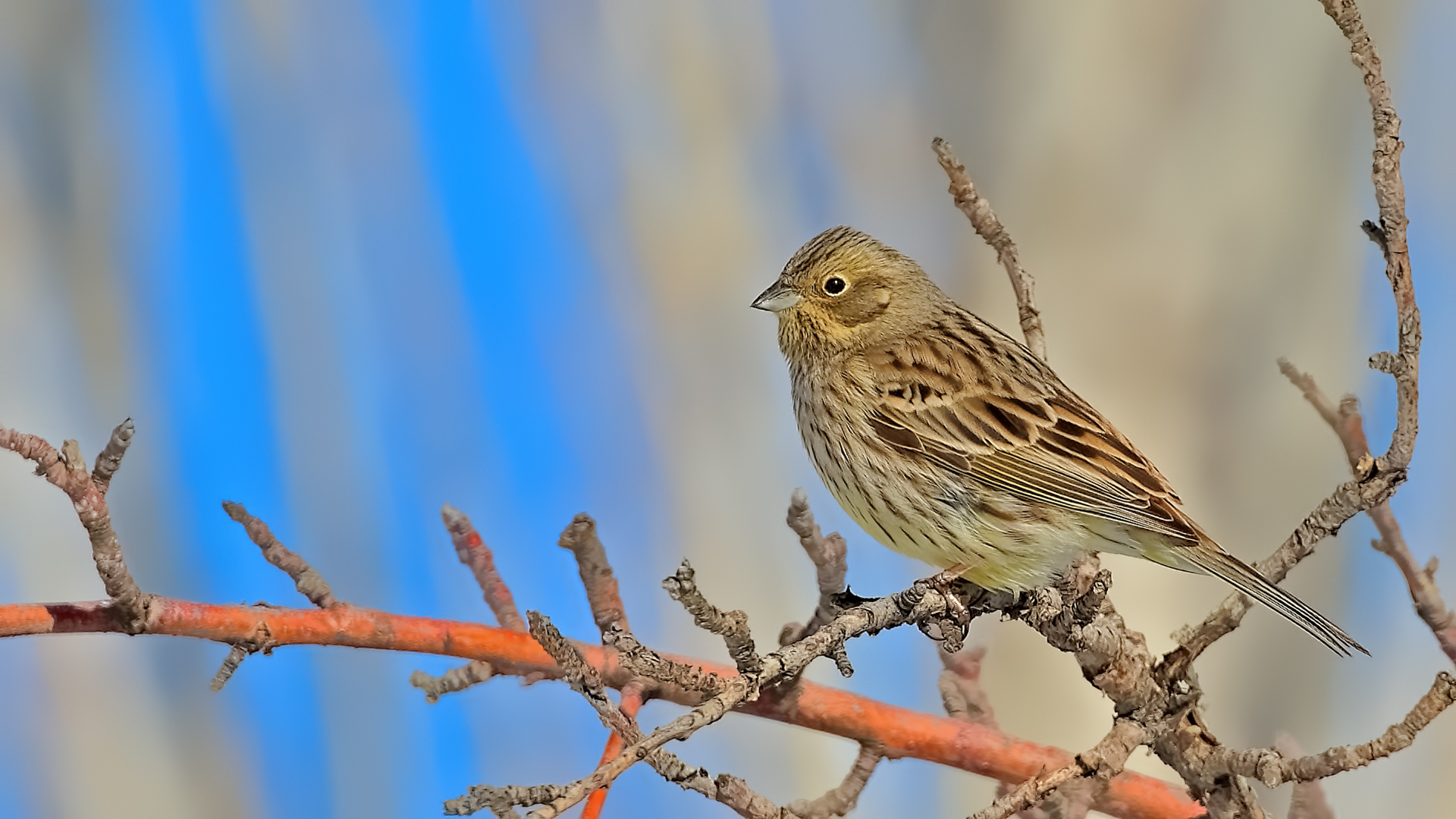 Yellowhammer