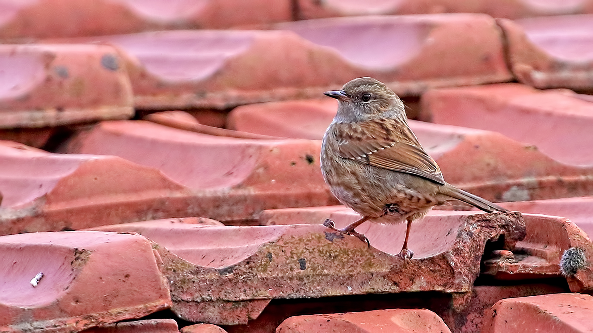 Dunnock