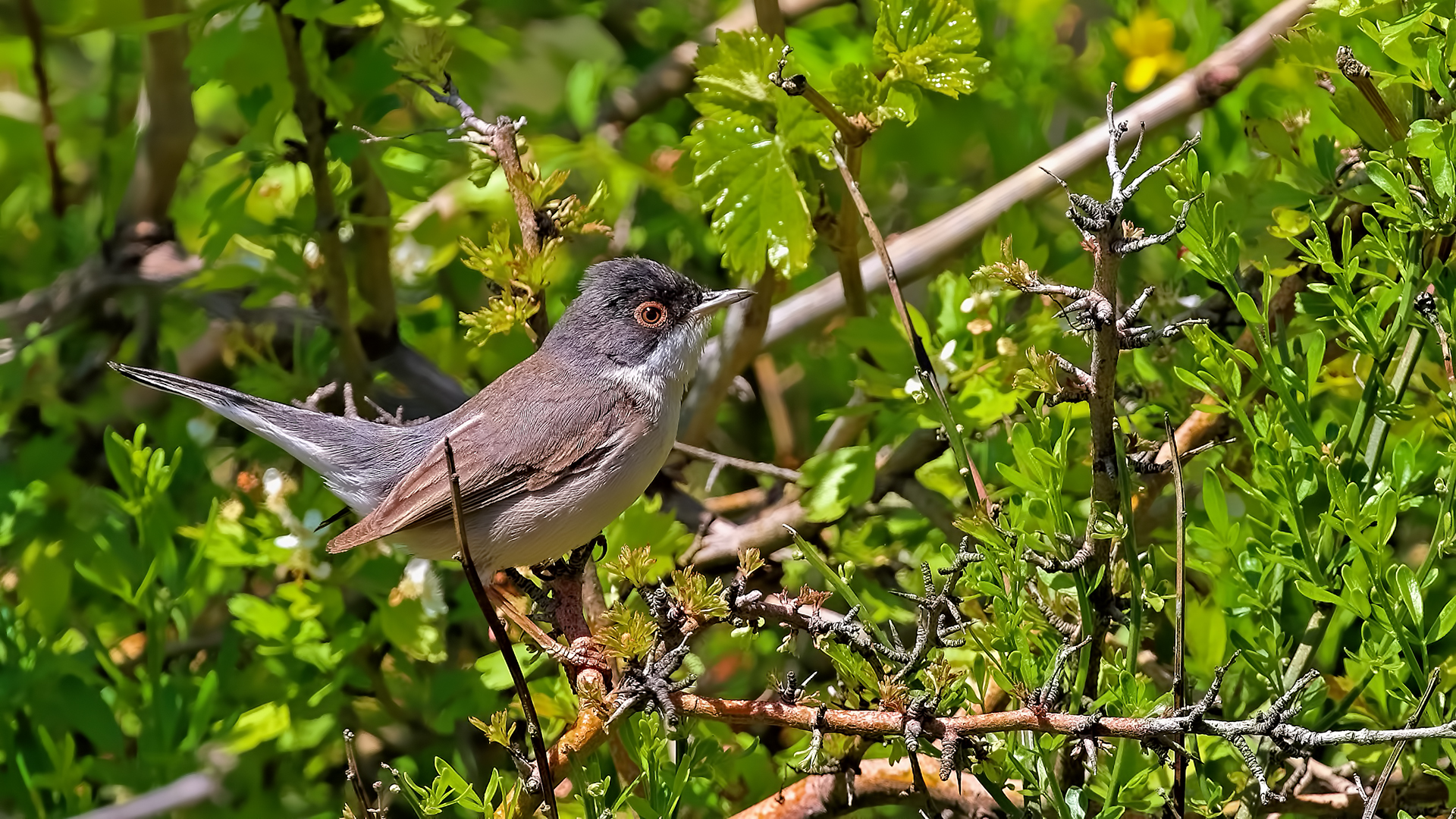 Menetries's Warbler