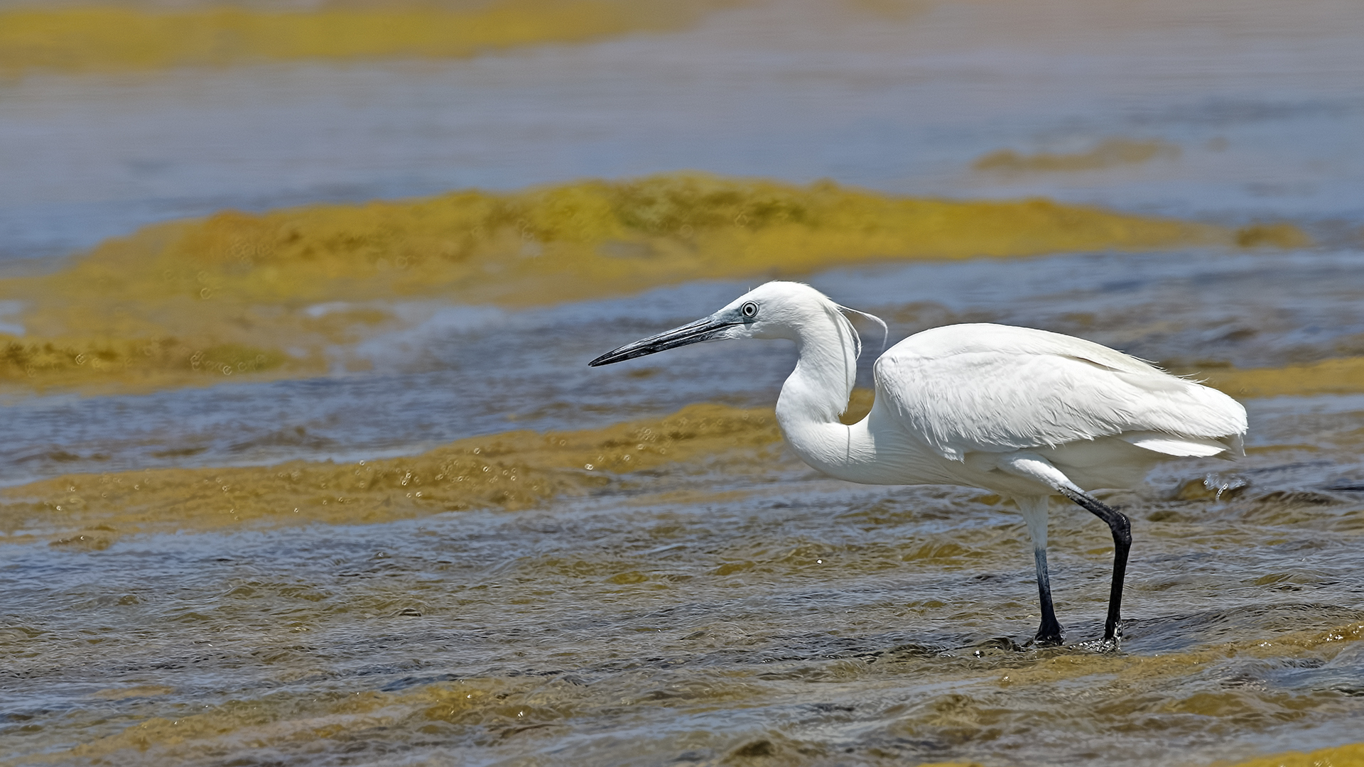 Little Egret