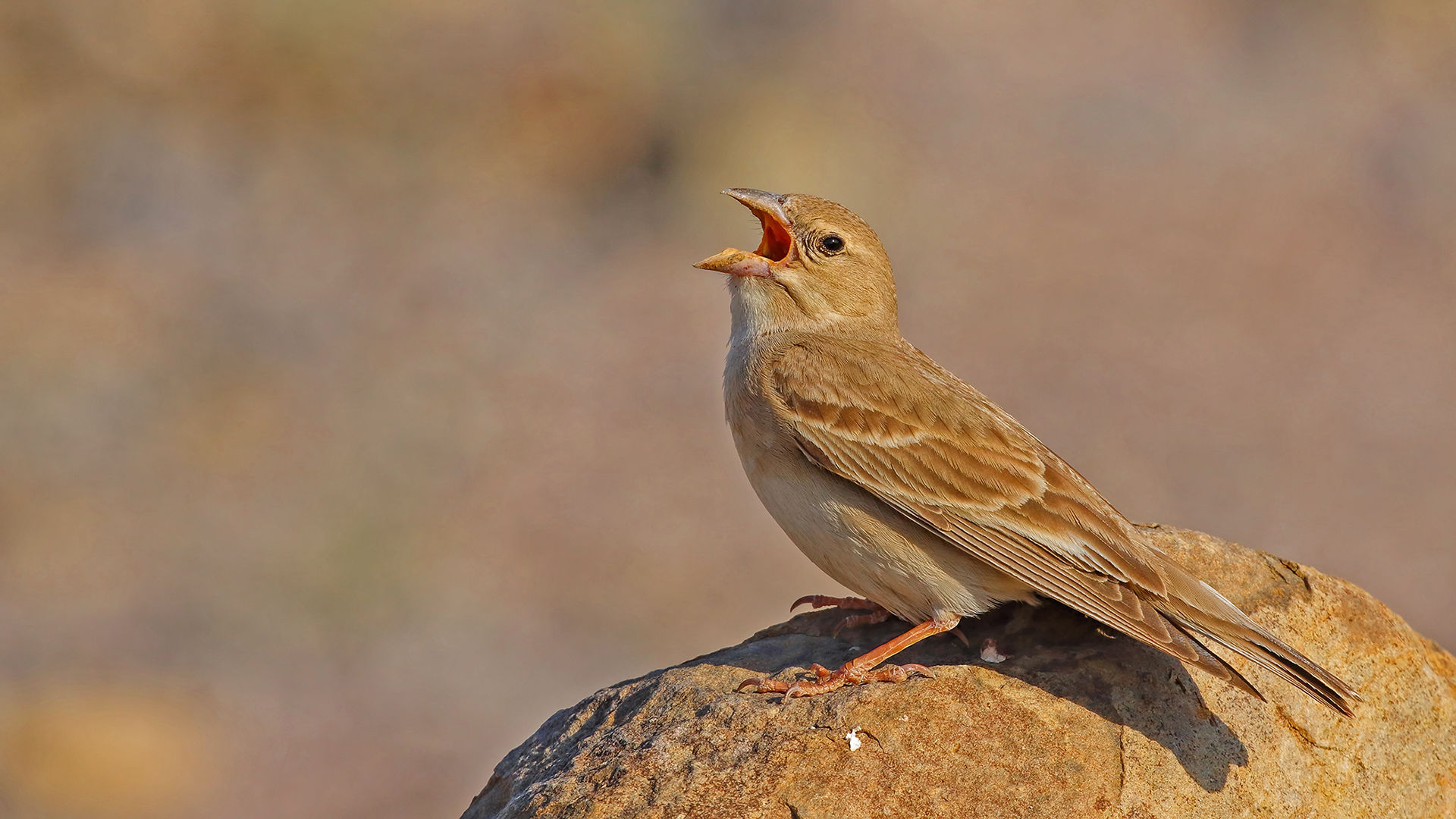 Pale Rockfinch