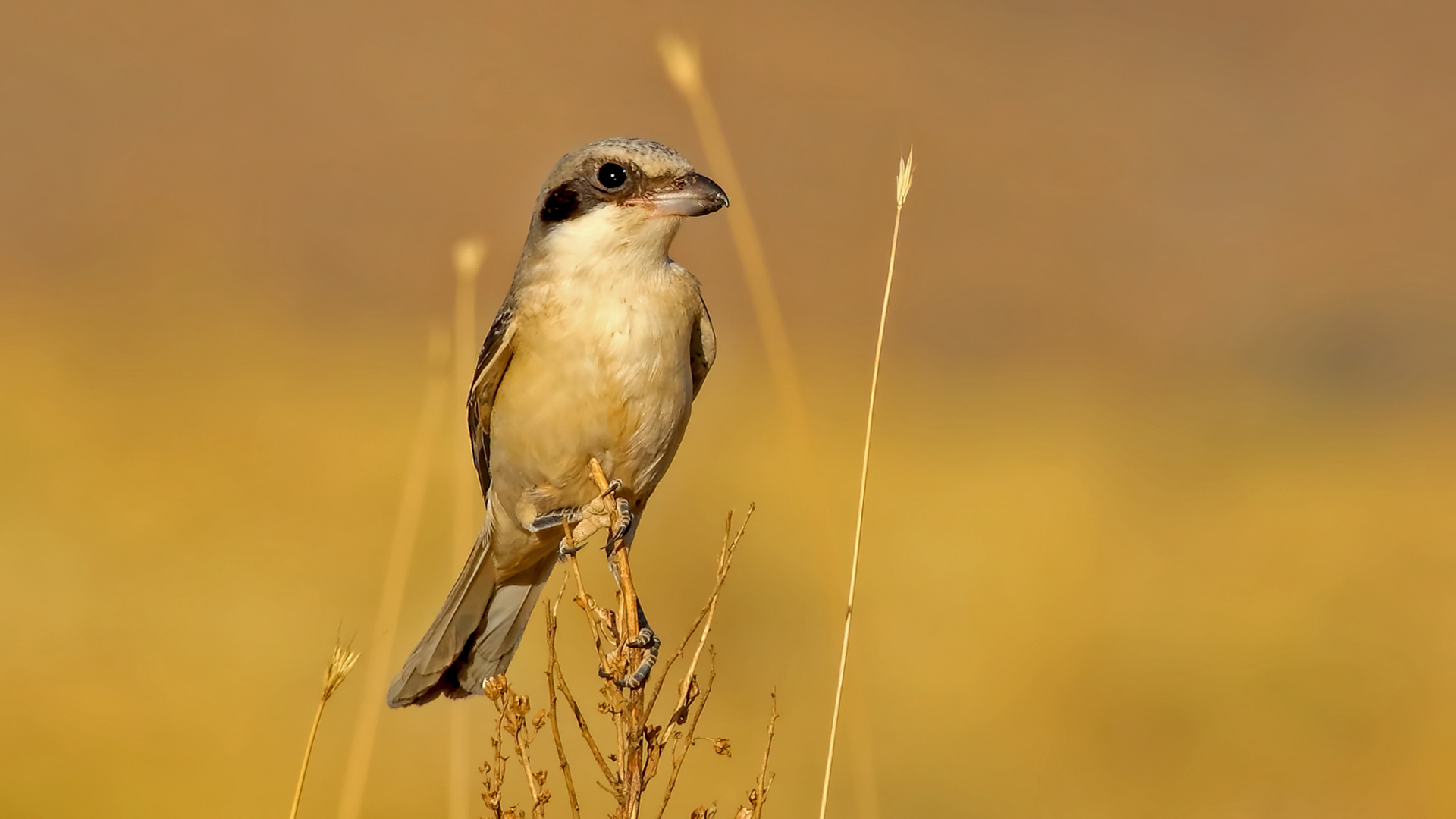 Lesser Gray Shrike