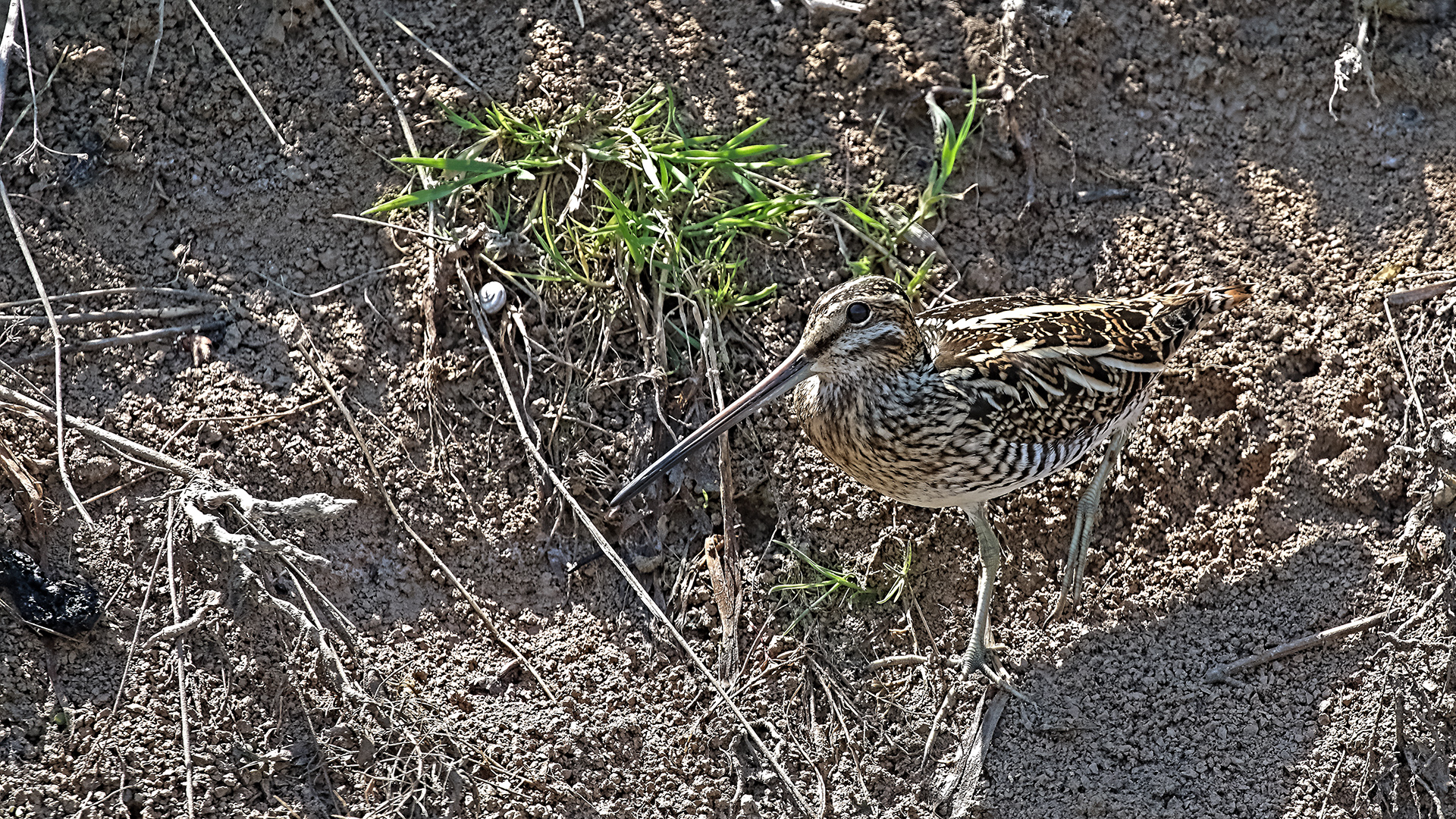 Common Snipe — Ana fotoğraf