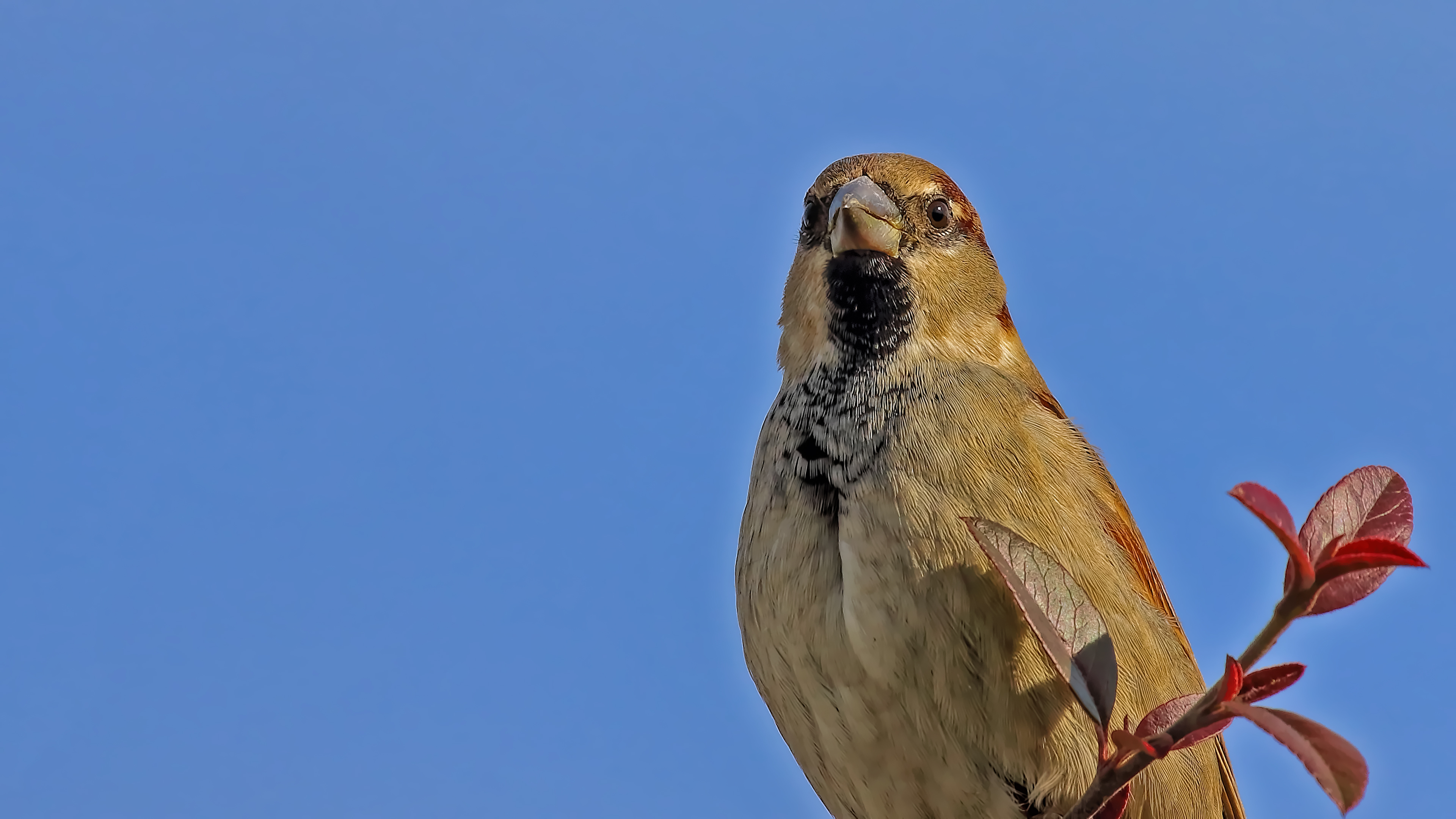House Sparrow