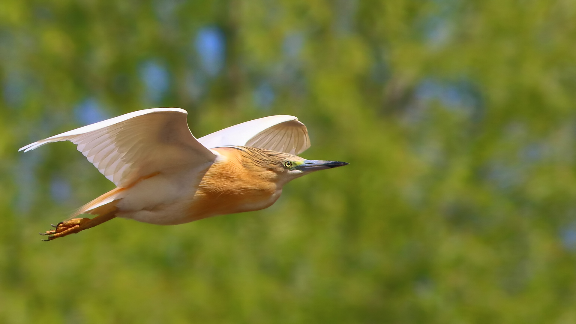 Squacco Heron