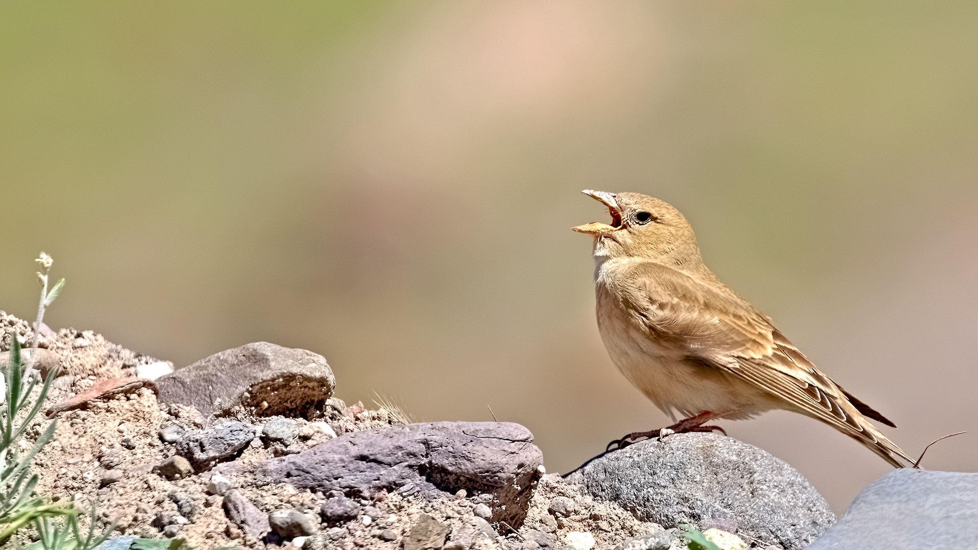Pale Rockfinch
