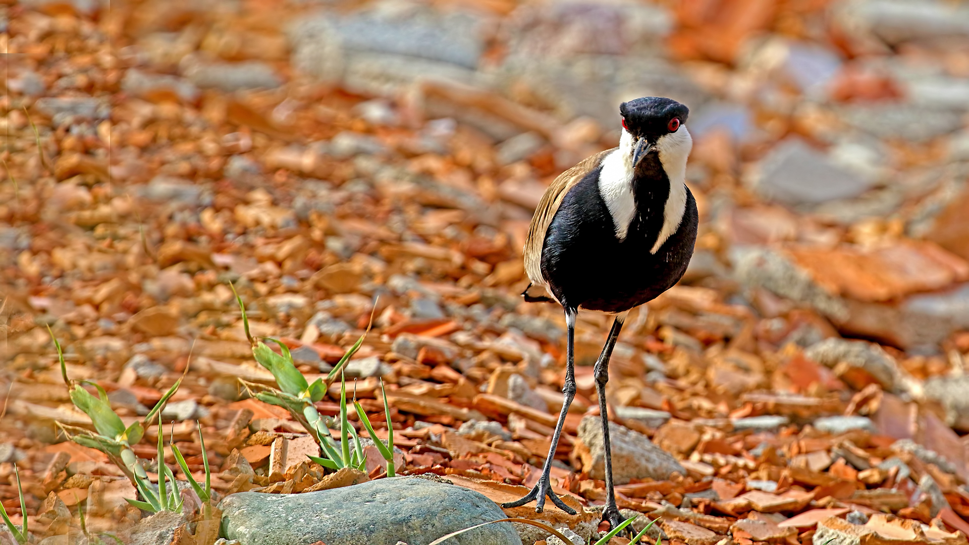 Spur-winged Lapwing